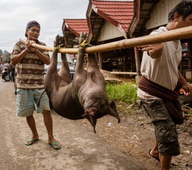 Indonesia, June 13 2022 - Pig is tied to a pole and carried by two men.