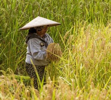 Indonesia, June 13 2022 - Rice worker harvests ripe rice for the village.