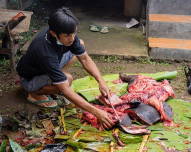 Indonesia, June 13 2022 - Pigs are expertly butchered with the meat distributed to the village.