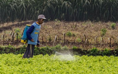 Indonesia, June 13 2022 - Lettuce harvesters sprays insectide to protect crop.