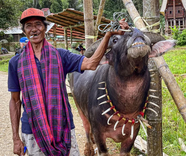 Indonesia June 2022 Water Buffalo Brought Funeral Sacraficed — Foto de Stock