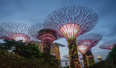 Singapur, 24 Temmuz 2022 Süper Ağaç Korusu.