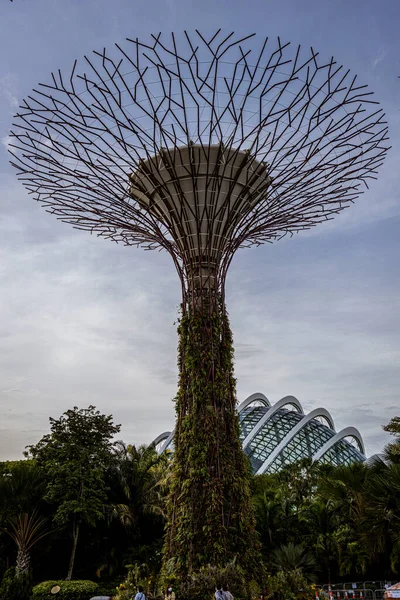 Singapour Juillet 2022 Super Tree Grove — Photo