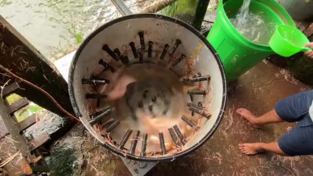 Lemo Toraja Indonesia 07072022 Chickens Market Vendor Machine Removes Feathers — Stock Video