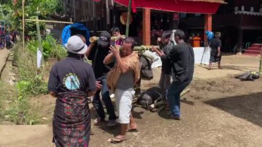 Lemo, Toraja, Endonezya 07042022-Cenaze Dört adam canlı bir domuz taşıyor.