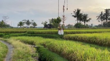 Bali, Endonezya, 05312022 Rice tarlaları olgunlaşıyor.