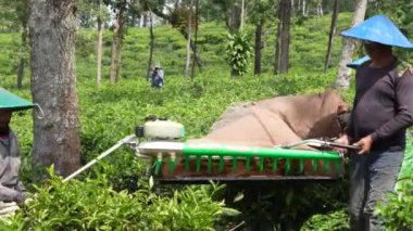 Java, Endonezya 06182022-Ekip hasat için çay yapraklarını kesmek üzere makine taşıyor.