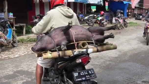 Lemo Toraja Indonezja 07042022 Żywy Motocykl Świń Zabiera — Wideo stockowe