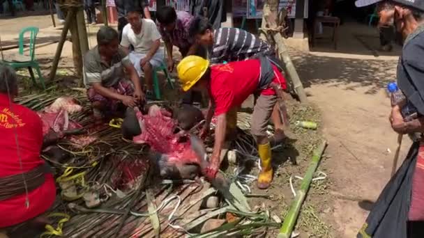 Lemo Toraja Indonesia 07042022 Begravelsesgris Nedslaktes Distribueres Til Som Samlet – stockvideo