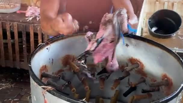 Lemo Toraja Indonesia 07072022 Ayam Pasar Bulu Vendor Sedang Dihapus — Stok Video