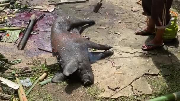Lemo Toraja Indonesia 07042022 Funeral Pig Cooked Using Large Propane — Stock Video