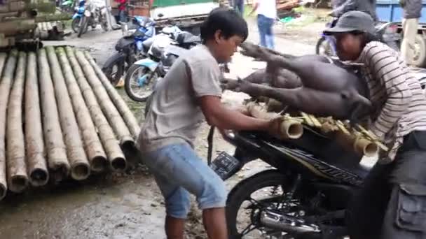 Lemo Toraja Indonesia 07042022 Cerdo Vivo Atado Parte Posterior Motocicleta — Vídeos de Stock