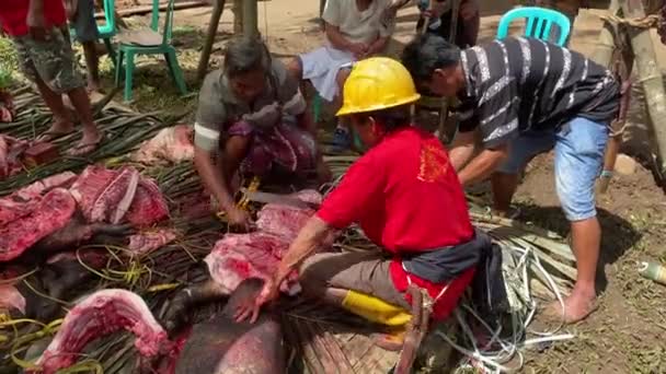 Lemo Toraja Indonesia 07042022 Funeral Sacrified Pig Butchered — Stock Video