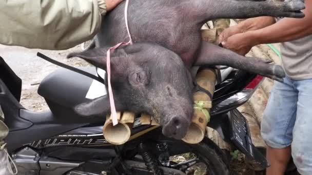 Lemo Toraja Indonésia 07042022 Live Pig Carried Away Motorcycle — Vídeo de Stock