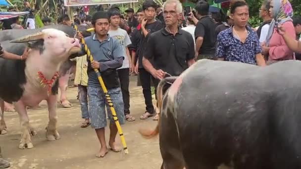 トラジャ インドネシア07042022 葬儀メルセデス薄い顔の水牛は犠牲になった — ストック動画