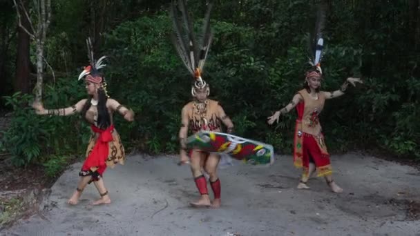 Tan Borneo Indonezja 05192022 Forest Tancerze Umieścić Tarczę — Wideo stockowe