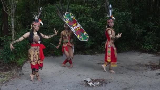 Kalmatan Borneo Indonesia 05192022 Forest Dancers — 비디오