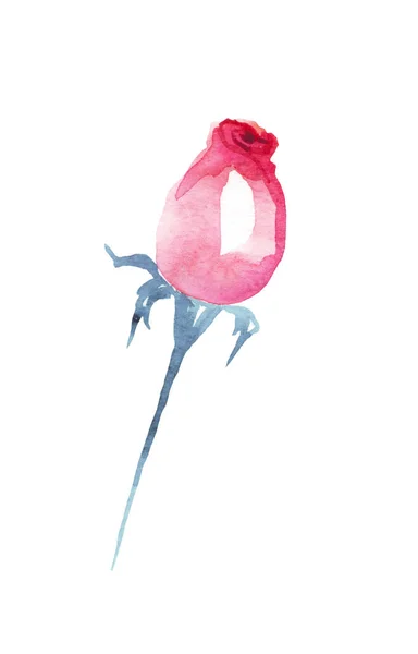 Rose Ilustração Aquarela Pintados Mão — Fotografia de Stock