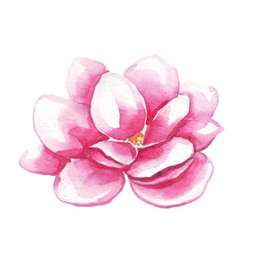 Manolya çiçeği. Suluboya çizimi. El boyası