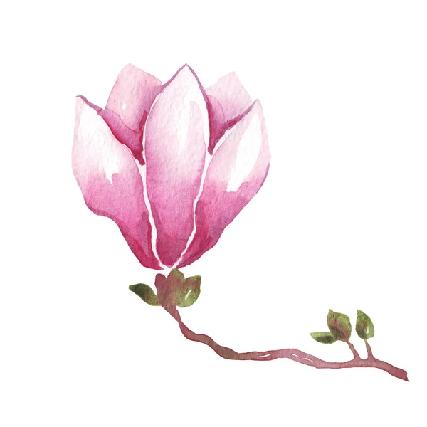 Fiore Magnolia Illustrazione Acquerello Pittura Mano — Foto Stock
