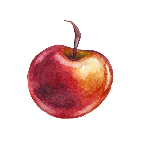 Jabłko Ilustracja Akwareli Ręcznie Malowane — Zdjęcie stockowe