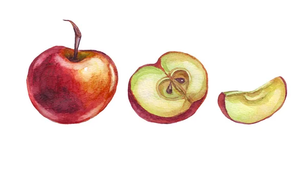 Apple Aquarell Illustration Handbemalt — Stockfoto