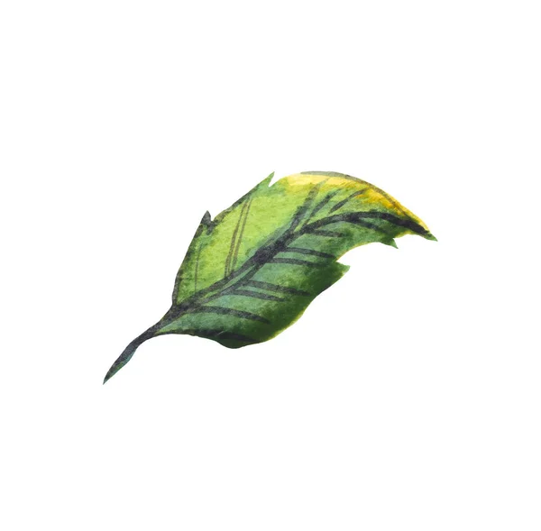 Yaprak Suluboya Çizimi Boyası — Stok fotoğraf