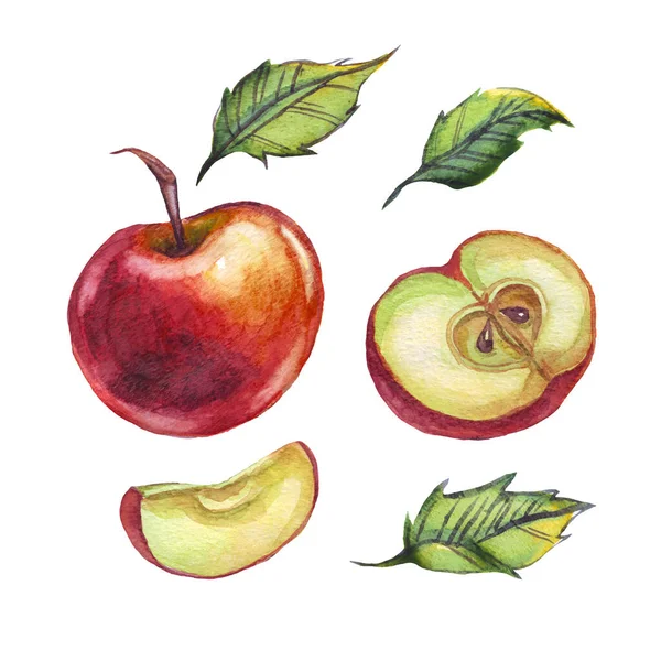 Apple Watercolor Illustration Hand Painted — Stock Photo, Image