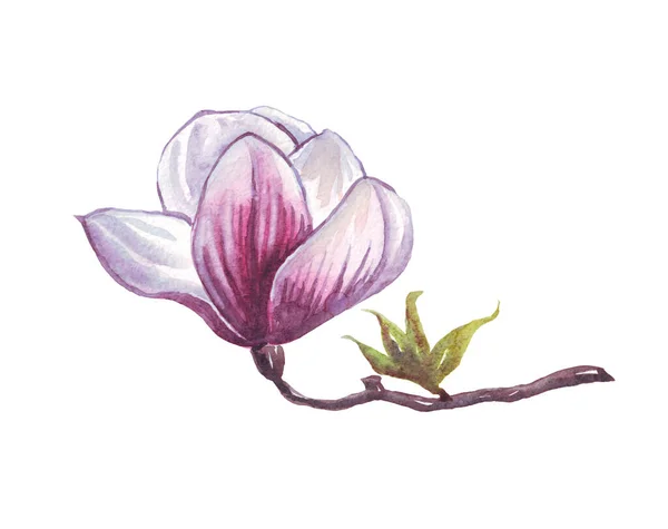 Magnolienblüte Aquarell Illustration Handbemalung — Stockfoto