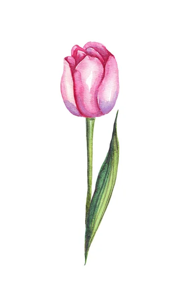 Watercolor Tulips Seamless Pattern Hand Painted — Stock Photo, Image