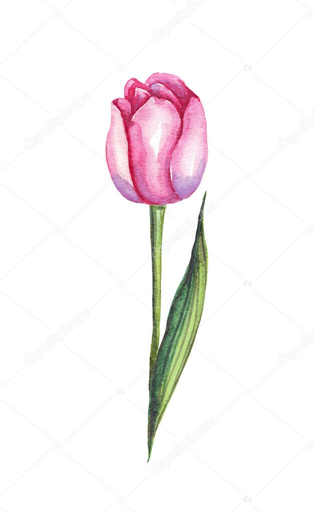 Watercolor tulips. Seamless pattern. Hand-painted