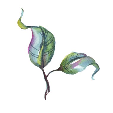 Yeşil yaprak. Suluboya çizimi. El boyaması.