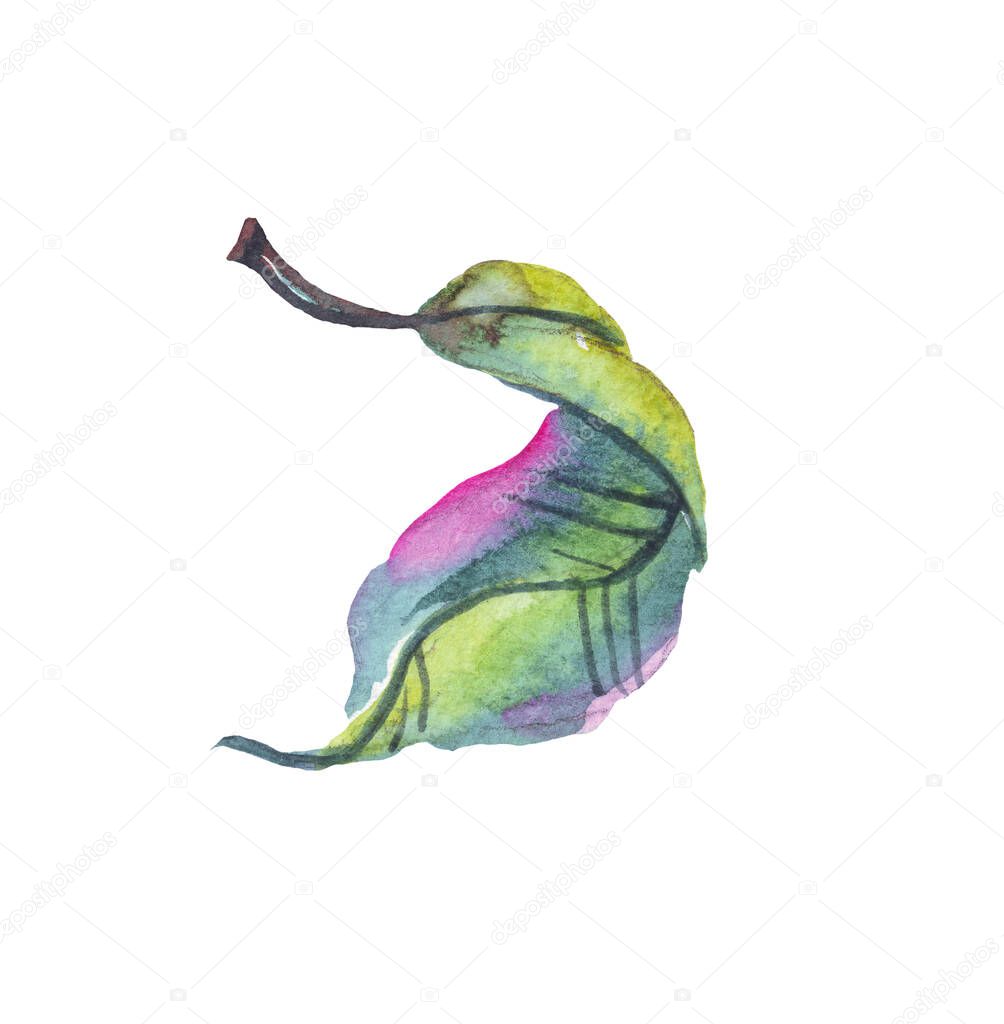 Green leaf.  Watercolor illustration. Hand-painted