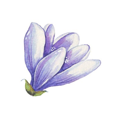 Crocus. Bahar Çiçeği. Suluboya çizimi. El boyaması.