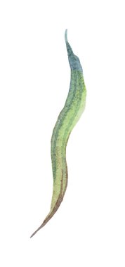 Yeşil yaprak. Suluboya çizimi. El boyaması.