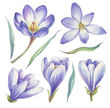 Crocus. Bahar Çiçeği. Suluboya çizimi. El boyaması.
