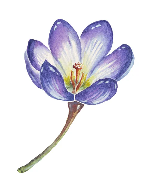 Croco Fiore Primavera Illustrazione Acquerello Dipinto Mano — Foto Stock