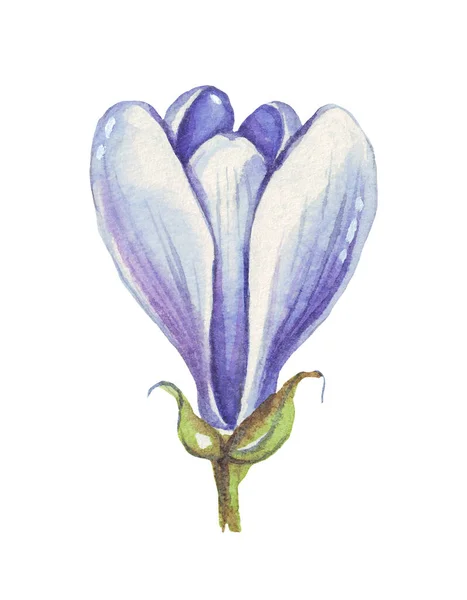 Krokus Voorjaarsbloem Aquarelillustratie Handgeschilderd — Stockfoto