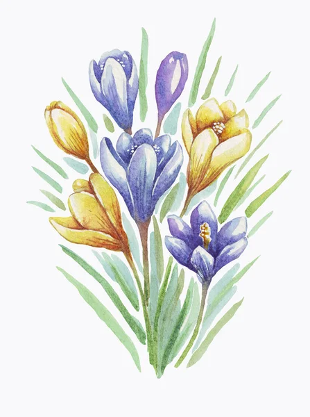 Crocus Bahar Çiçeği Suluboya Çizimi Boyaması — Stok fotoğraf