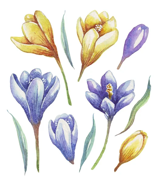 Crocus Flor Primavera Ilustración Acuarela Pintado Mano —  Fotos de Stock