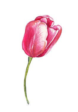 Tek lale. Suluboya çizimi. El boyaması.