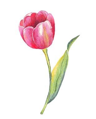 Tek lale. Suluboya çizimi. El boyaması.