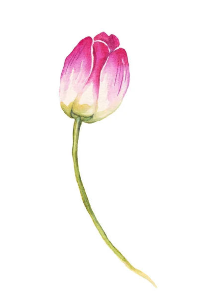 Tulipano Singolo Illustrazione Acquerello Dipinto Mano — Foto Stock