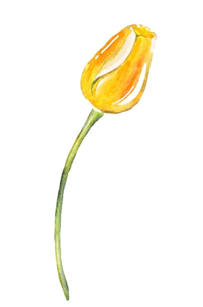 Pojedynczy Tulipan Ilustracja Akwareli Ręcznie Malowane — Zdjęcie stockowe