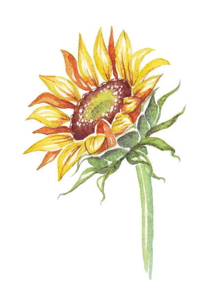 Bunga Matahari Ilustrasi Warna Air Lukisan Tangan — Stok Foto