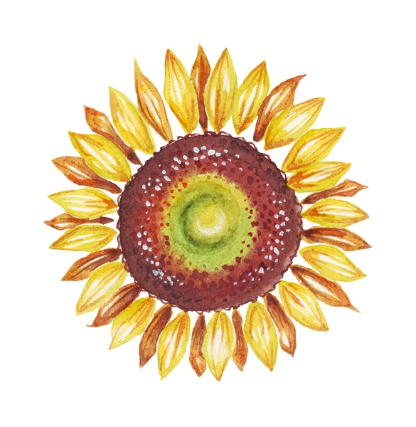 Bunga Matahari Ilustrasi Warna Air Lukisan Tangan — Stok Foto