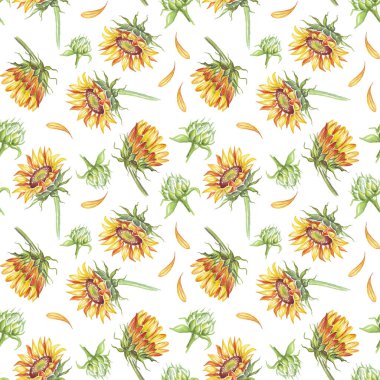 Ayçiçeği. Kusursuz desen. Suluboya çizimi. El boyaması.