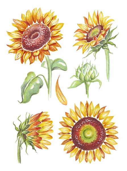 Floarea Soarelui Ilustrație Acuarelă Pictate Manual — Fotografie, imagine de stoc