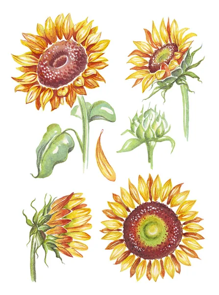 Girasoles Ilustración Acuarela Pintado Mano — Foto de Stock