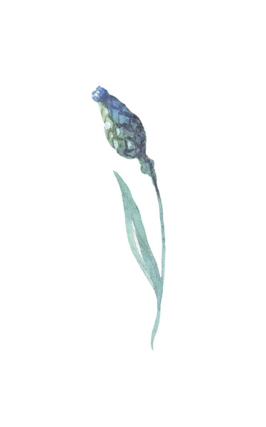Блакитна Квітка Акварельна Ілюстрація Розфарбований Вручну — стокове фото